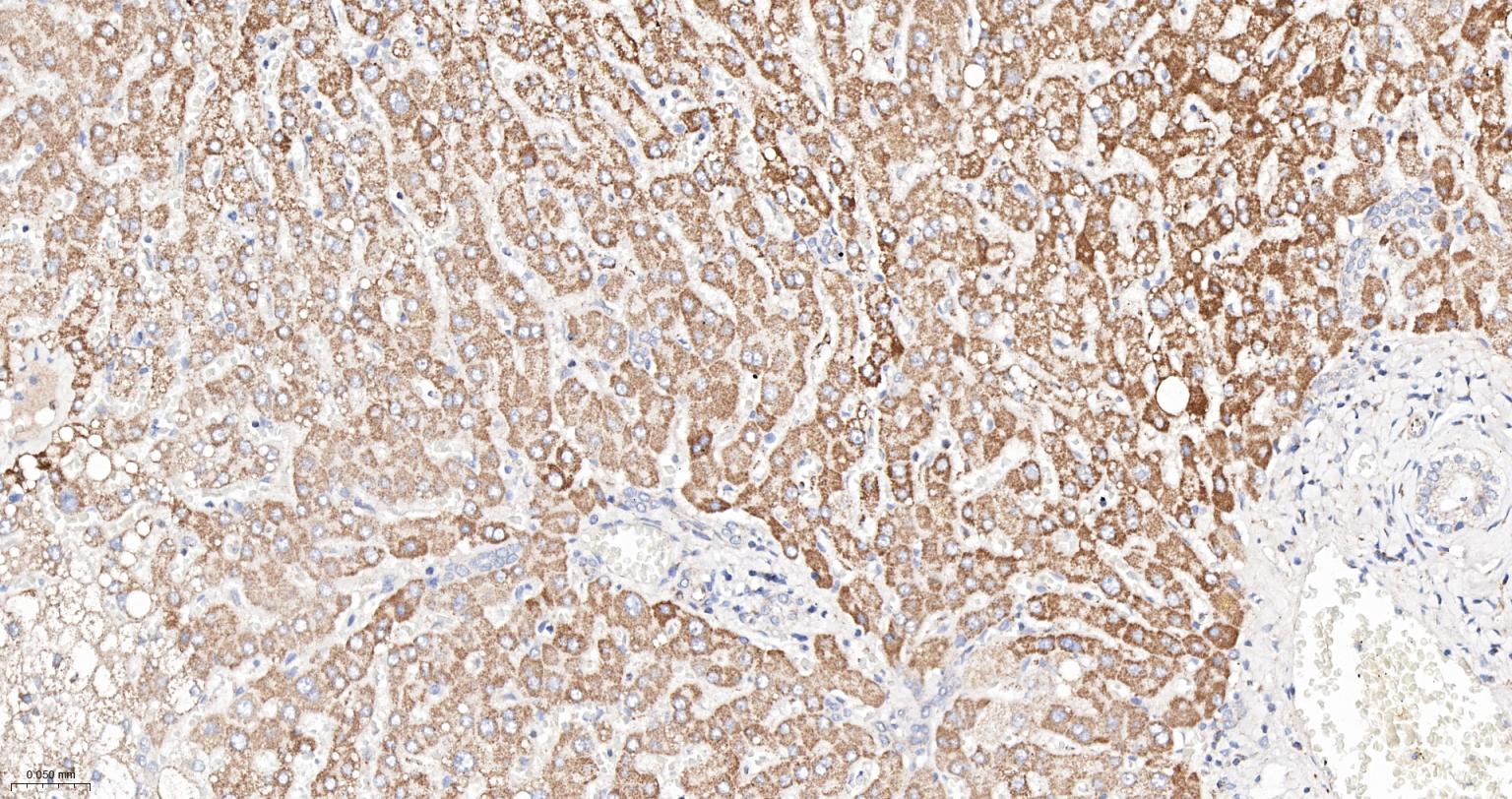 硒蛋白Z重组兔单抗