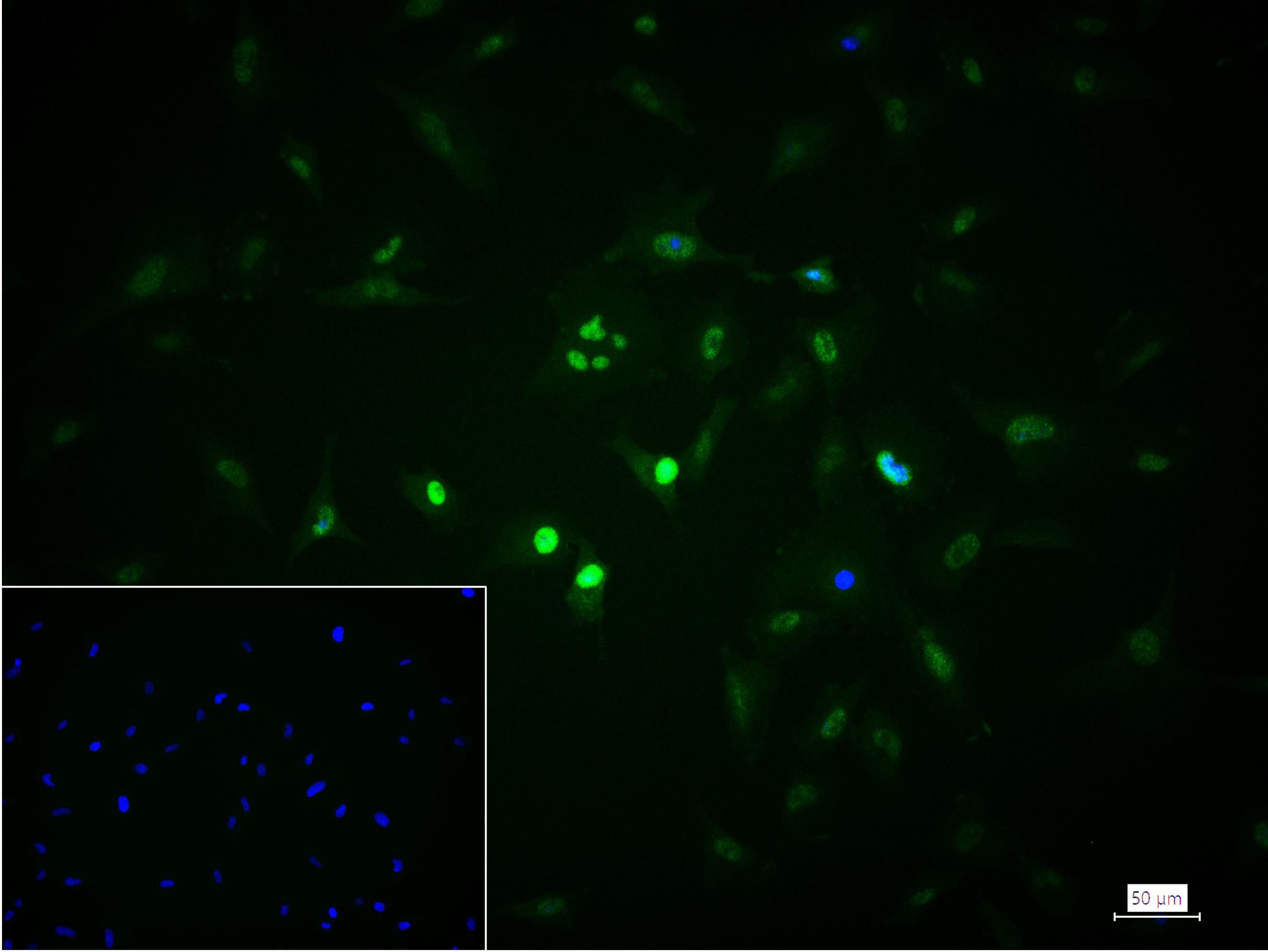 FAM50A蛋白重组兔单抗-bsm-62744R