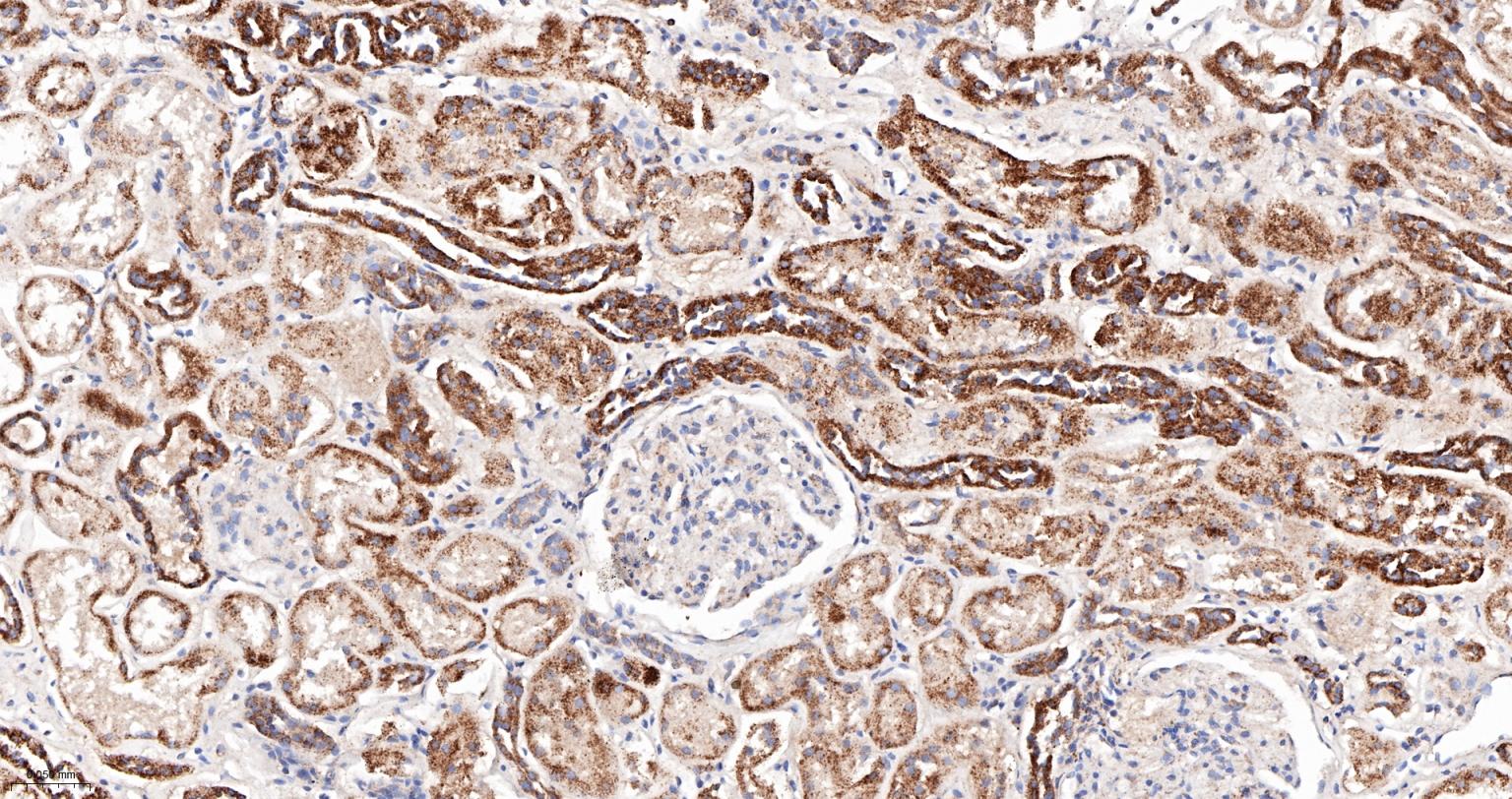 硒蛋白Z重组兔单抗