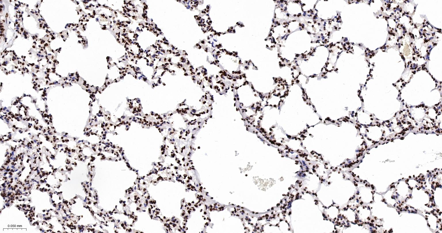 组蛋白H2AX重组兔单抗