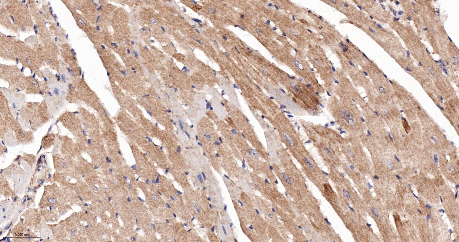 线粒体硫氧还蛋白2重组兔单抗