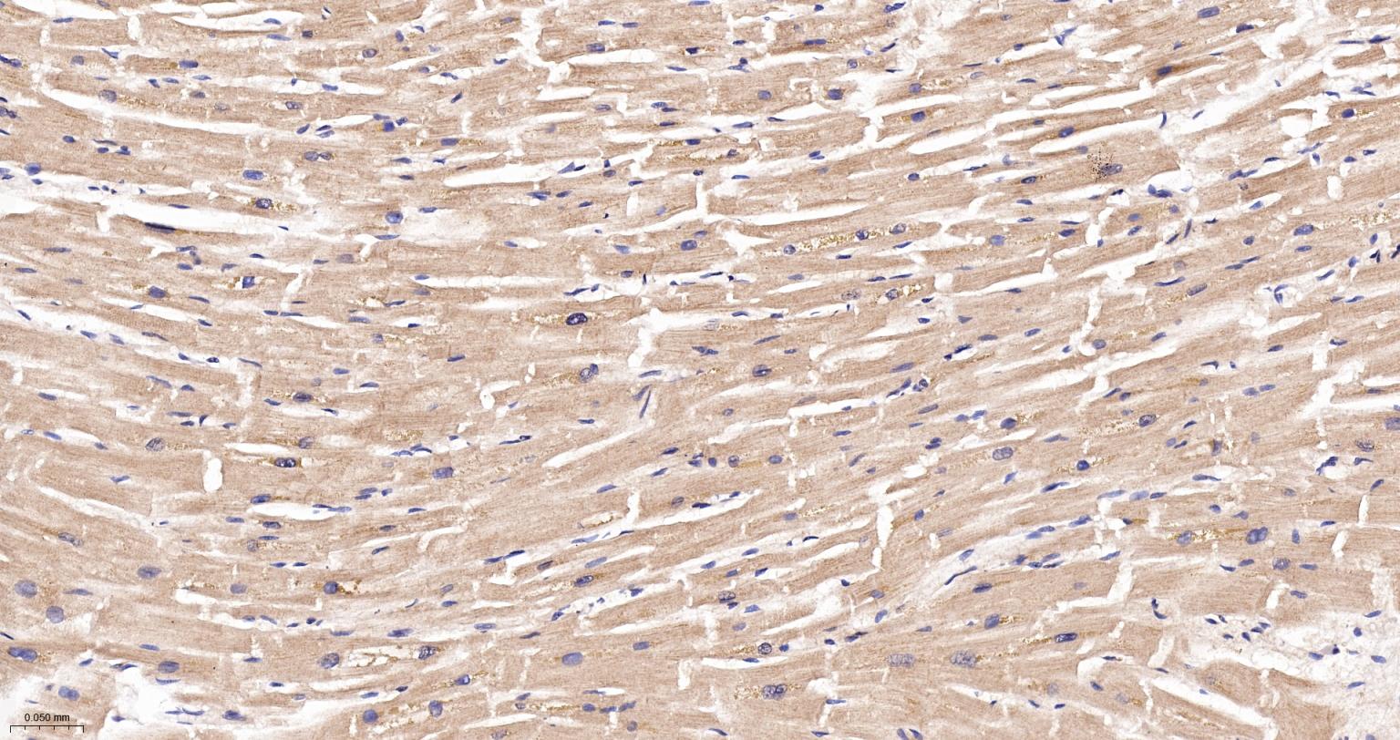 线粒体硫氧还蛋白2重组兔单抗