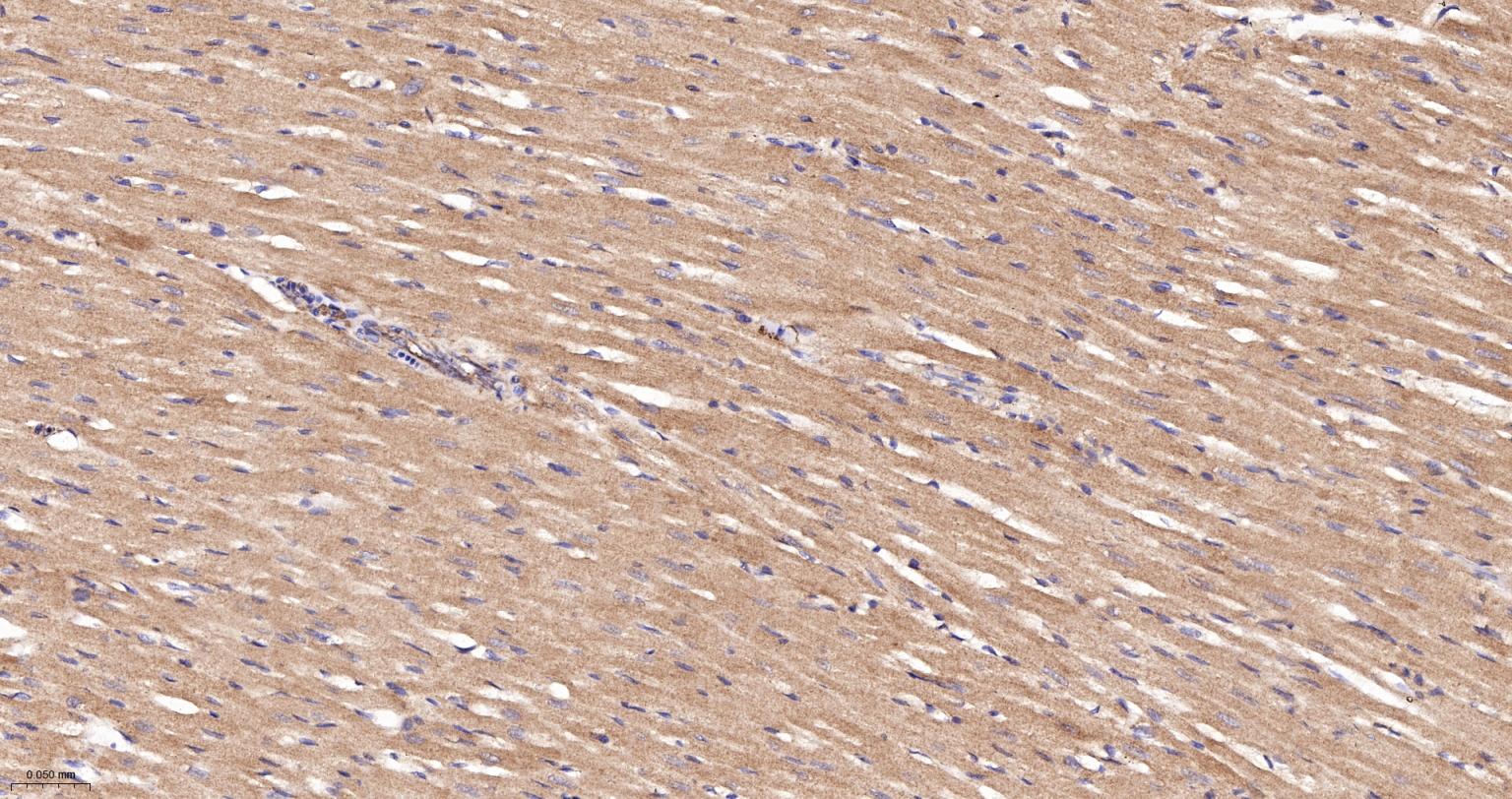 线粒体硫氧还蛋白2重组兔单抗