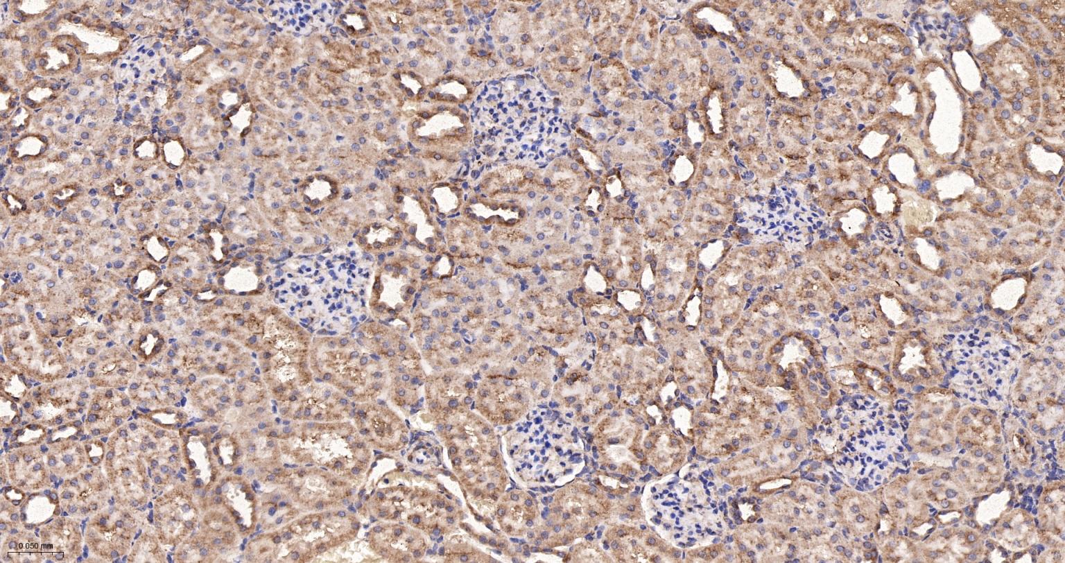 线粒体硫氧还蛋白2重组兔单抗