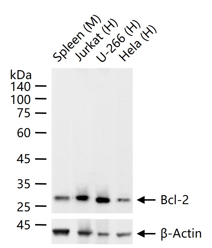 Bcl-2重组兔单抗