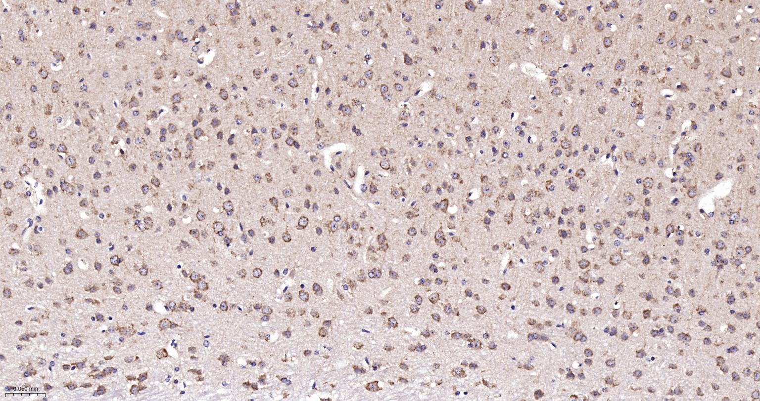 线粒体硫氧还蛋白2重组兔单抗