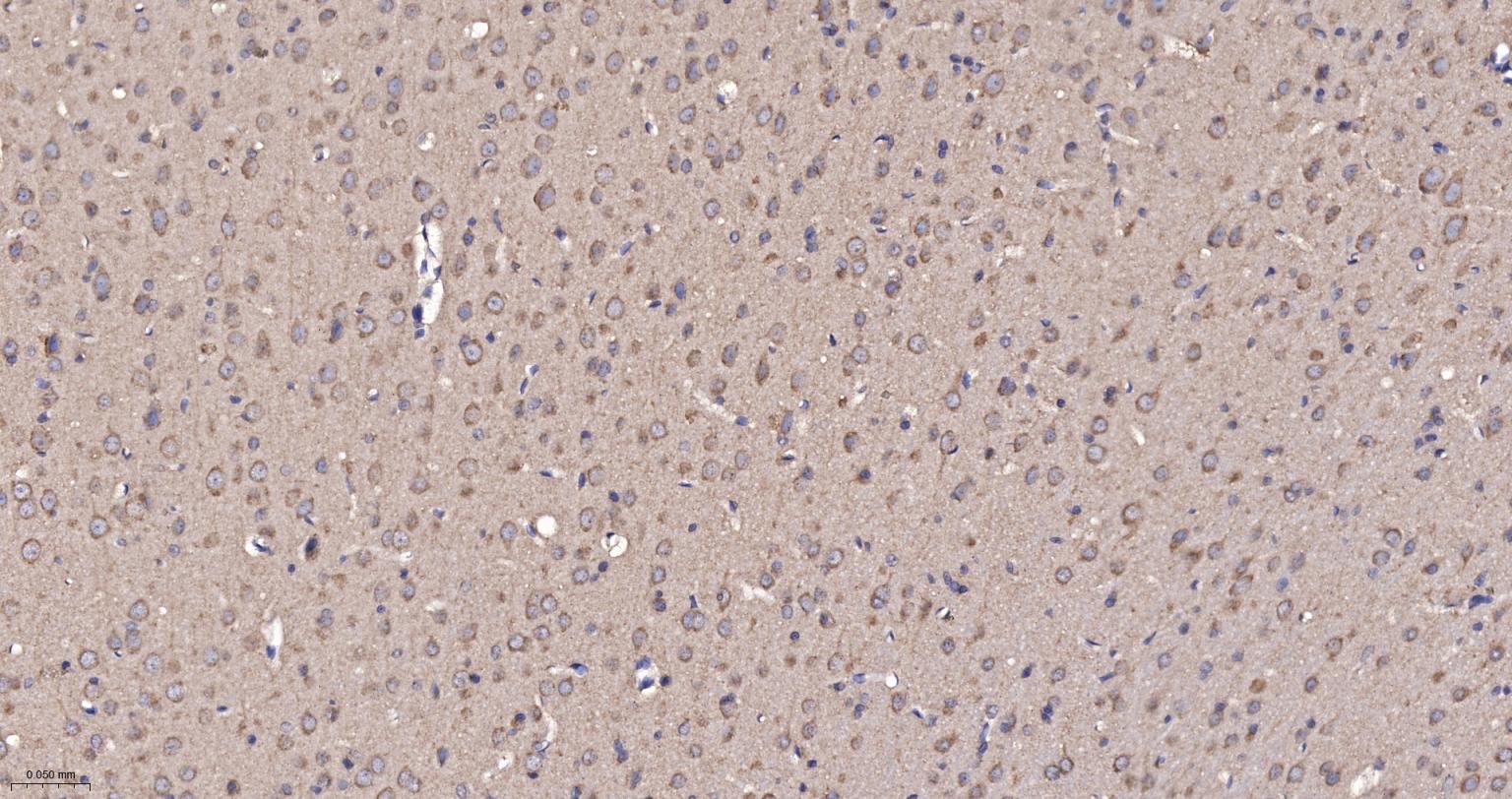 线粒体硫氧还蛋白2重组兔单抗