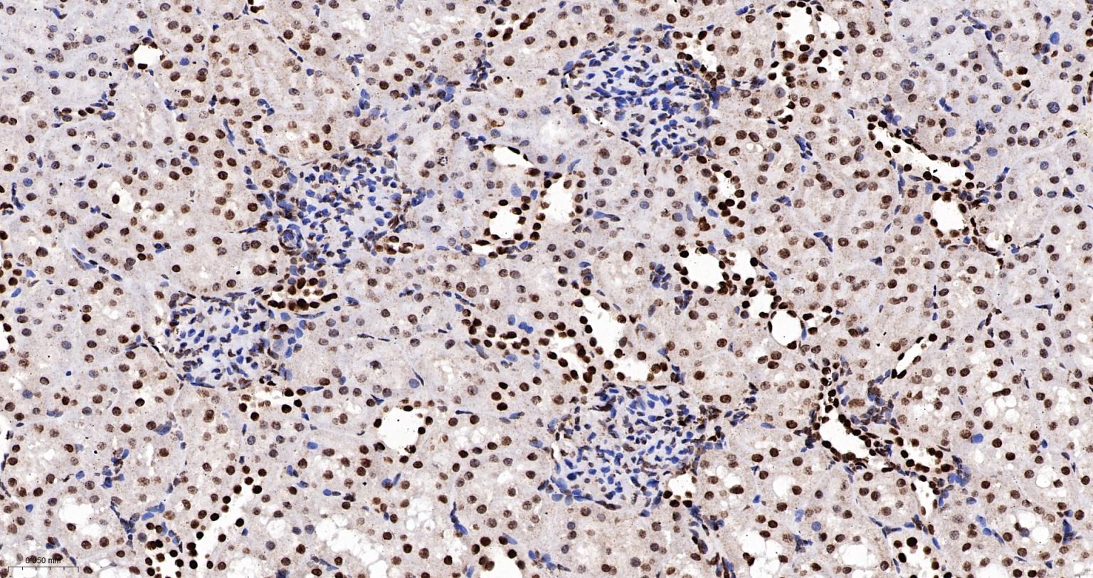 异型组蛋白H2A.1重组兔单抗-bsm-61665R