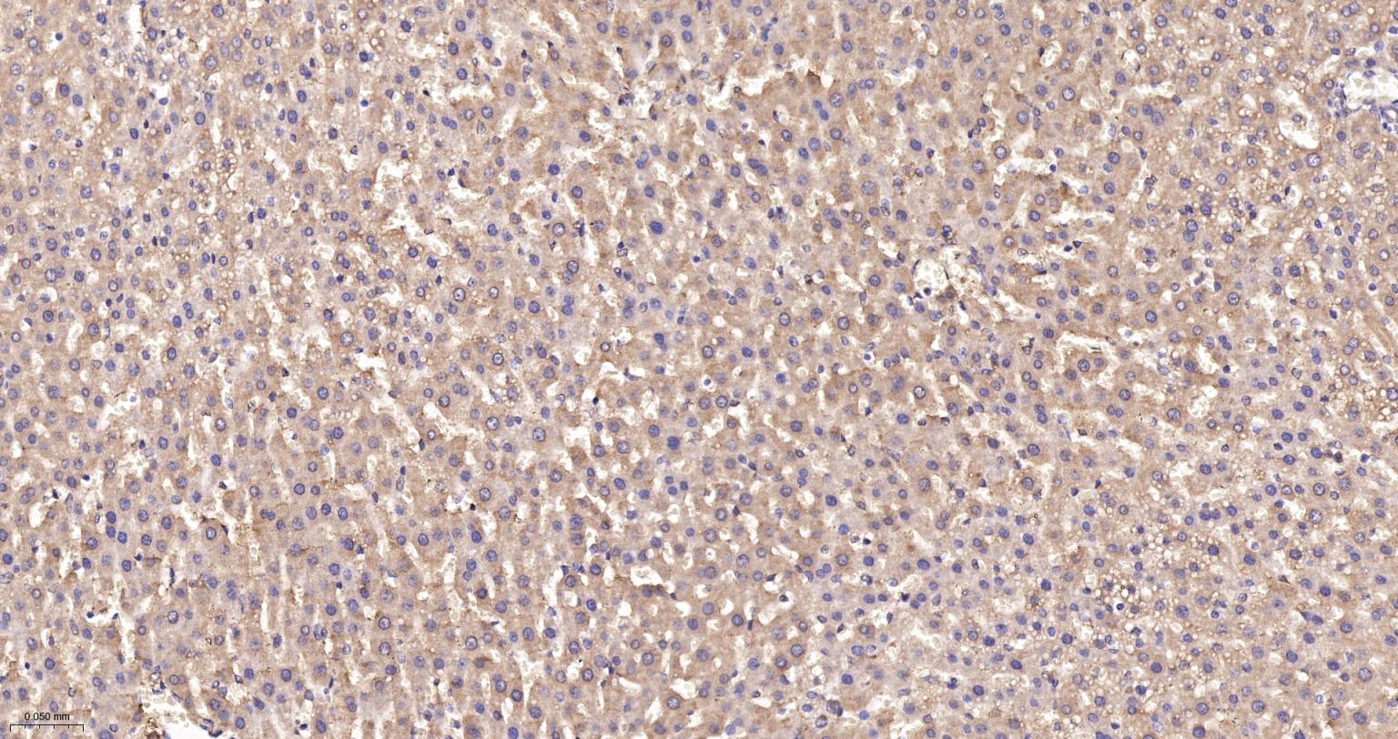 线粒体硫氧还蛋白2重组兔单抗