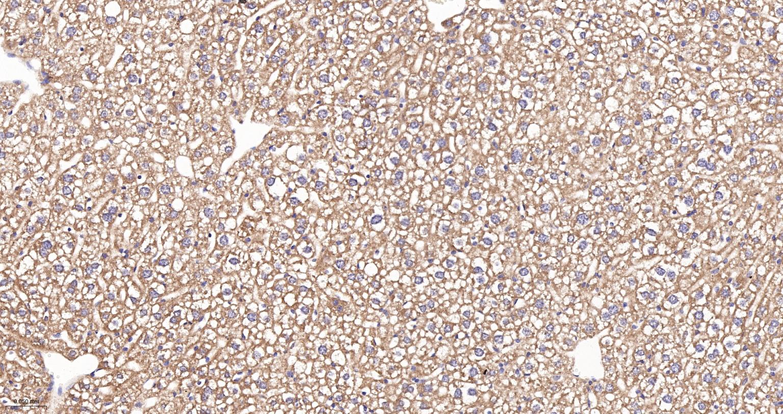 线粒体硫氧还蛋白2重组兔单抗