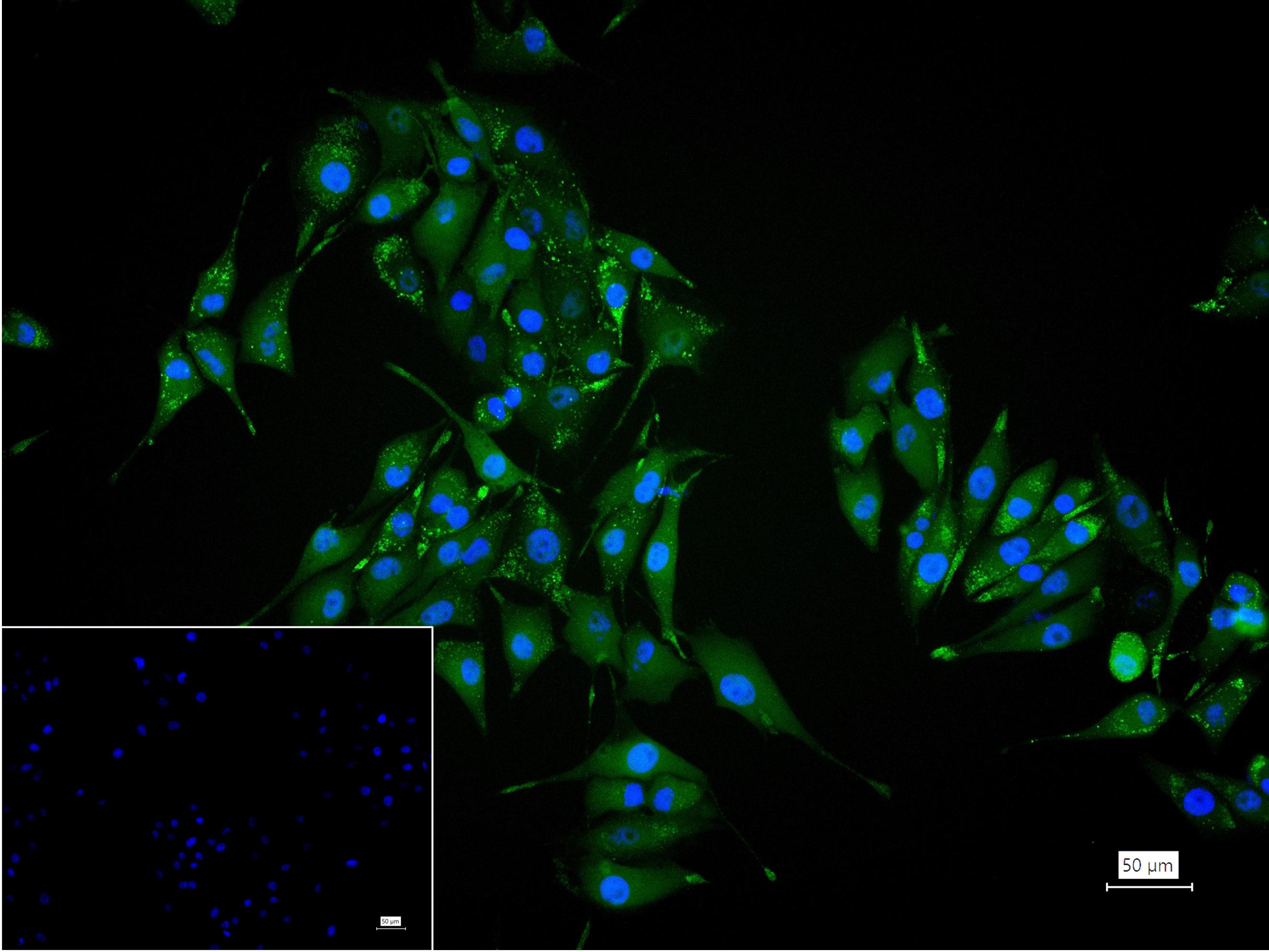 核突触蛋白-α重组兔单抗