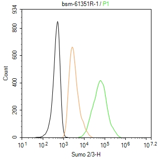 泛素样蛋白Sumo2/3重组兔单抗