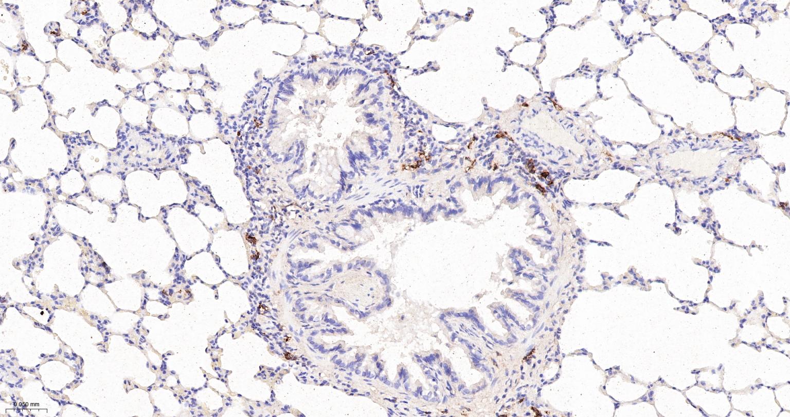 CD163重组兔单抗