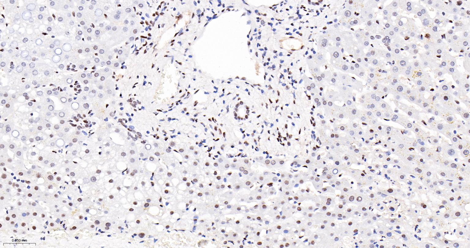 染色体结构维持蛋白质1α重组兔单抗