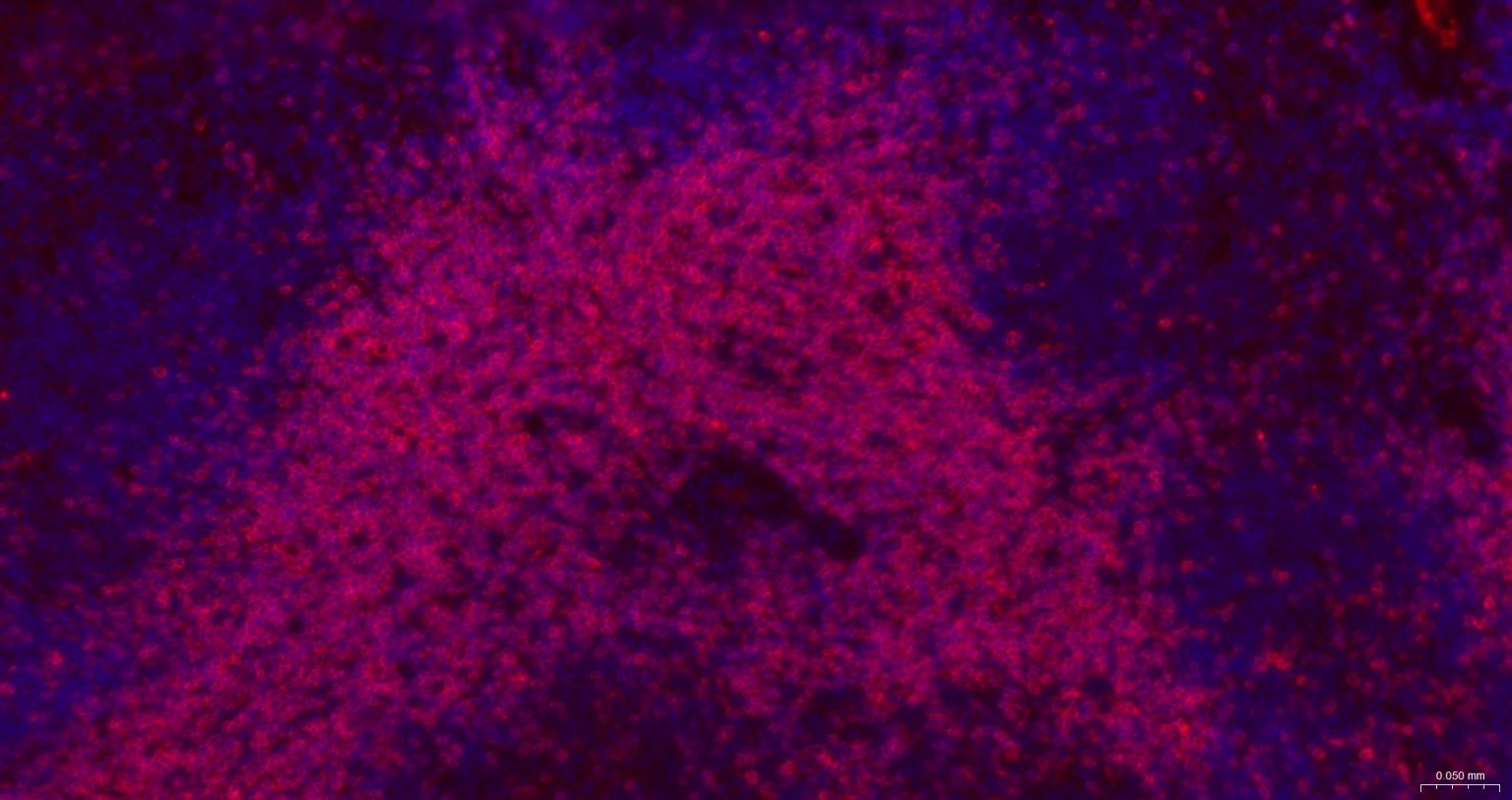 CD3/CD3-ε重组兔单抗