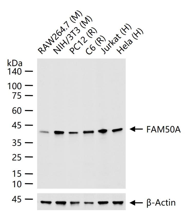 FAM50A Recombinant Rabbit mAb (一抗) - WB,IHC-P,IHC-F,IF,Flow-Cyt,ICC/IF | Bioss