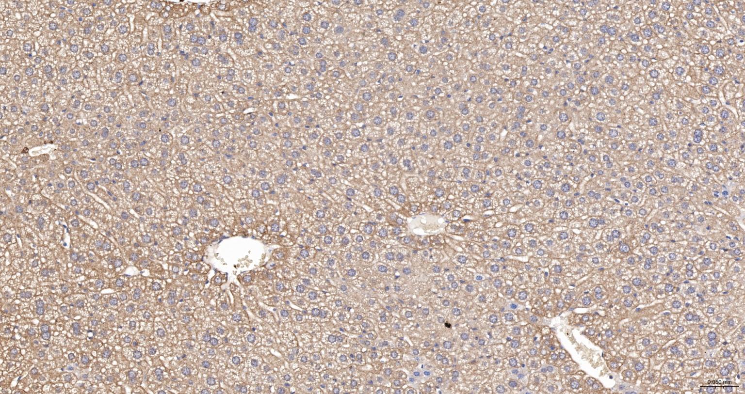 细胞角蛋白18抗体(C端)-bs-1339R