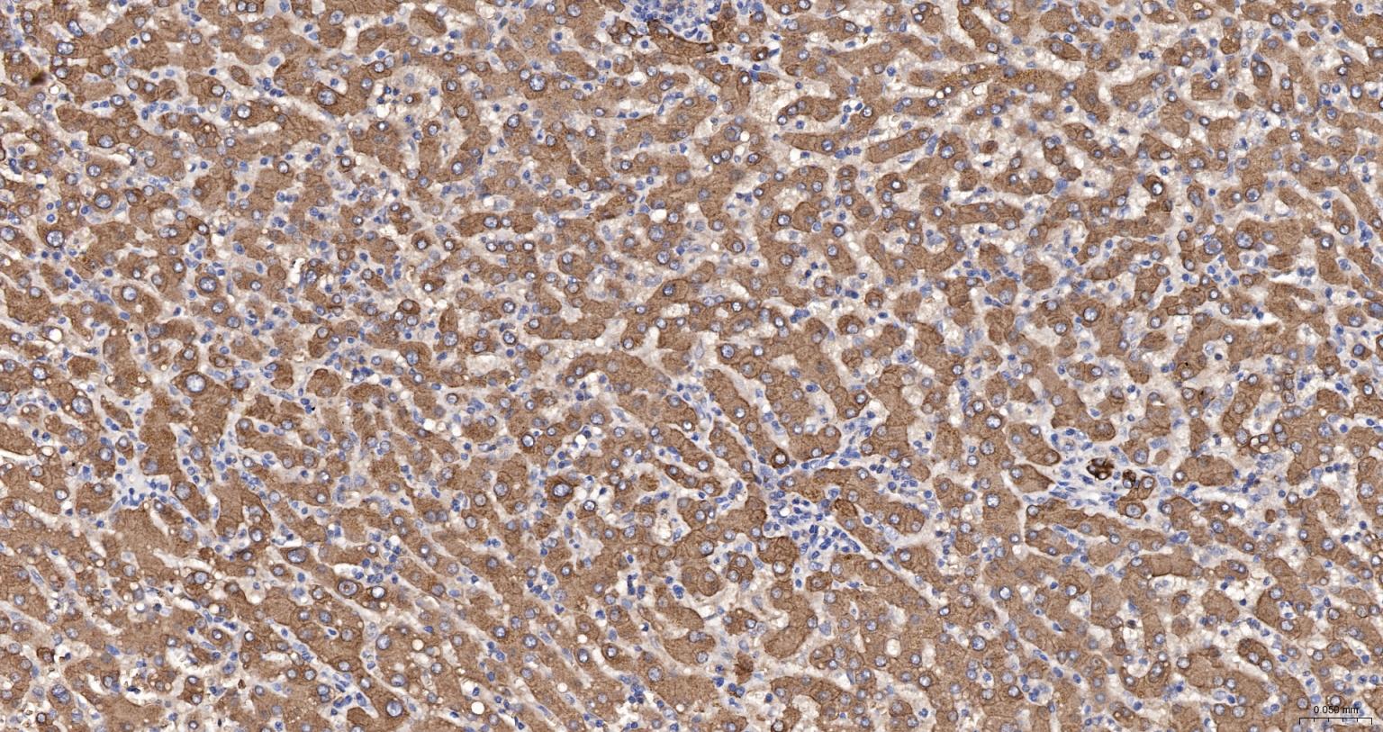 细胞角蛋白18抗体(C端)-bs-1339R