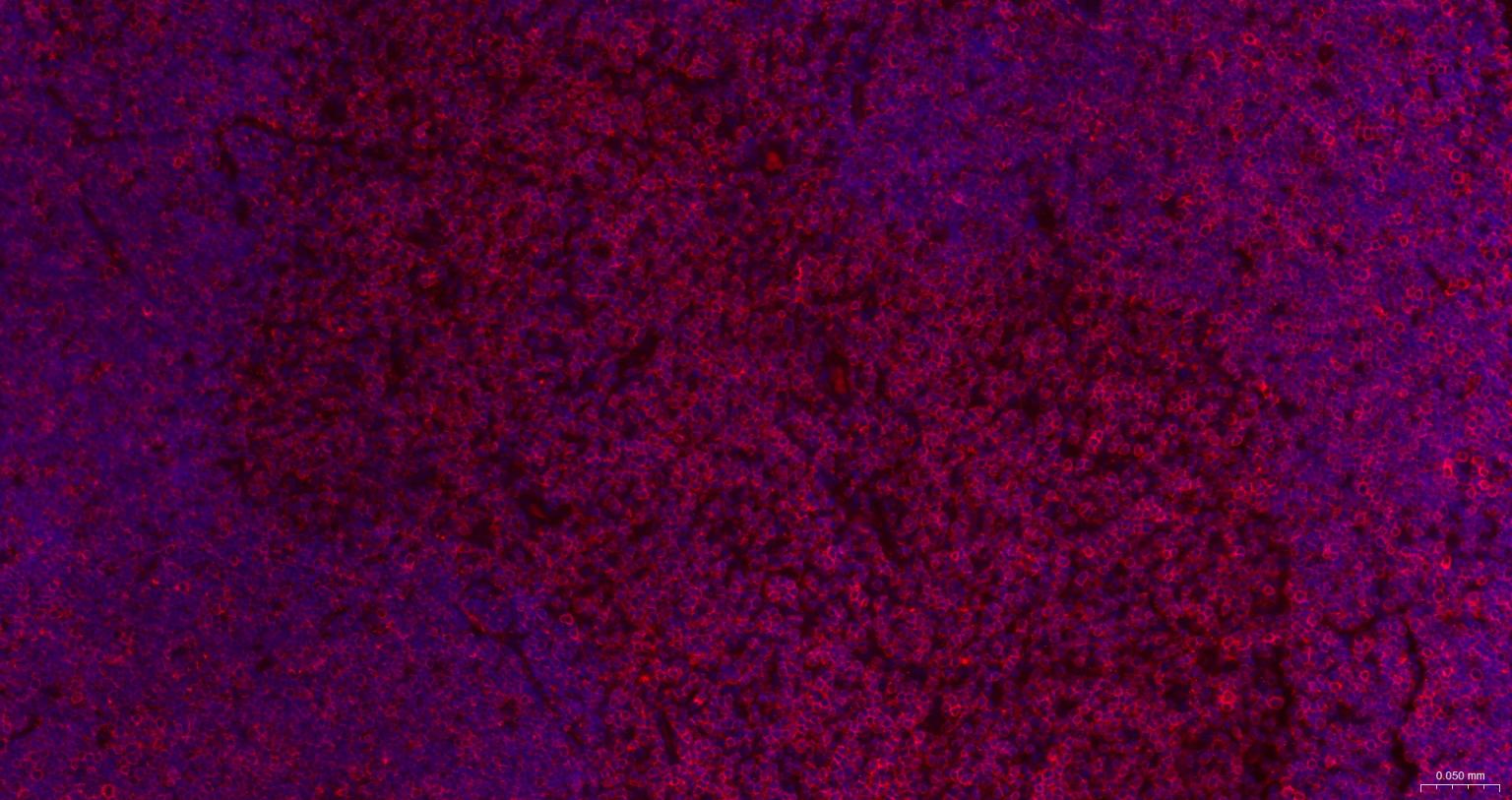 CD3/CD3-ε重组兔单抗