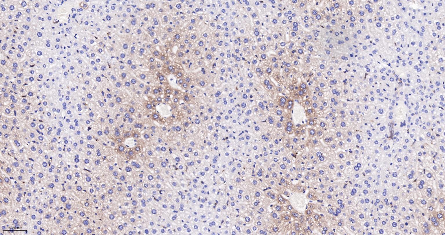 环氧合酶2重组兔单抗