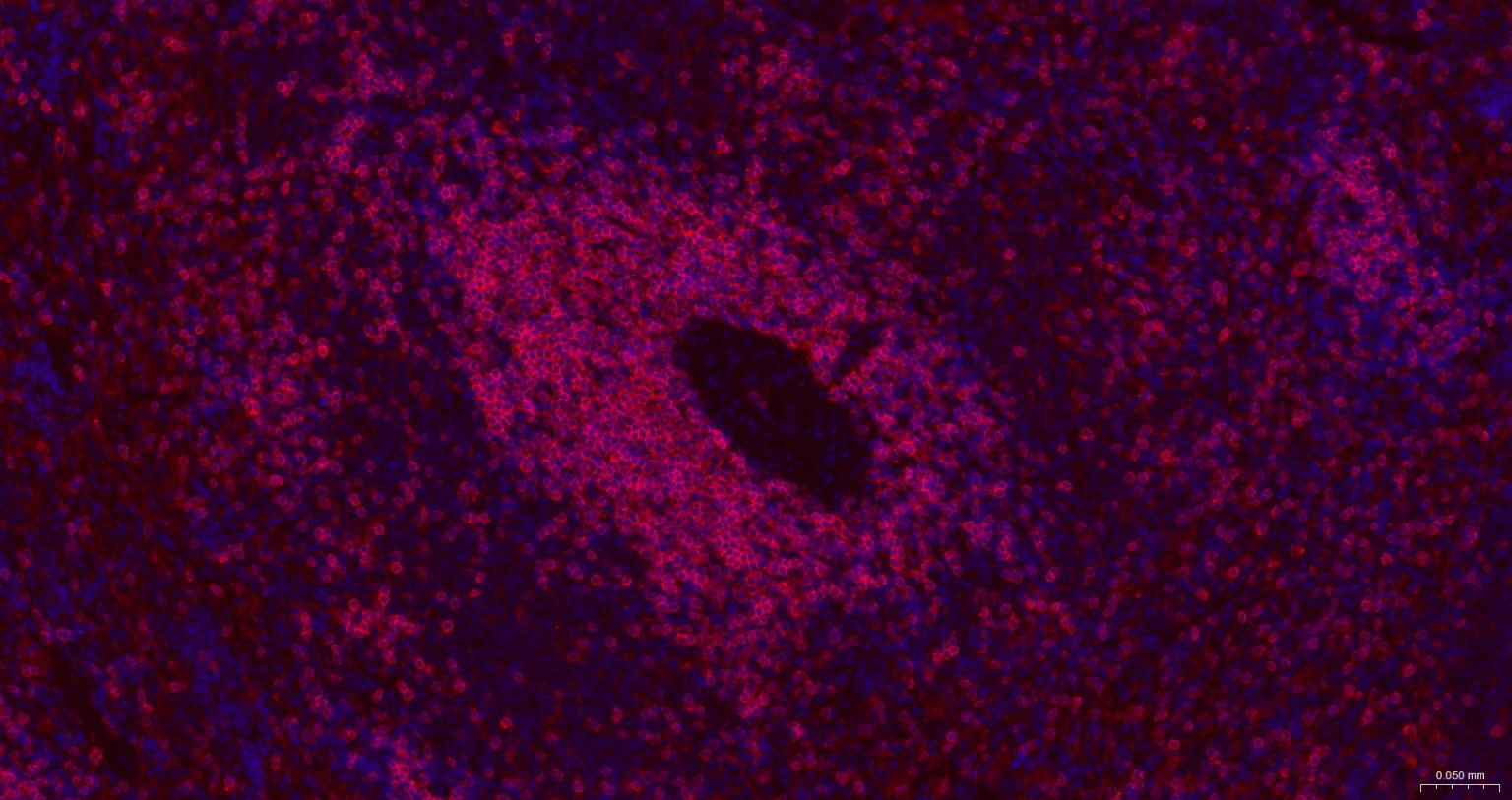 CD3/CD3-ε重组兔单抗