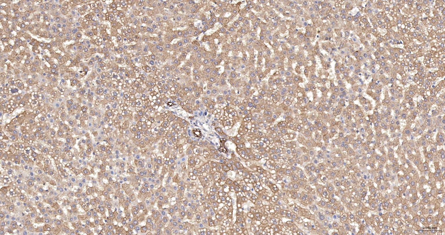 细胞角蛋白18抗体(C端)-bs-1339R