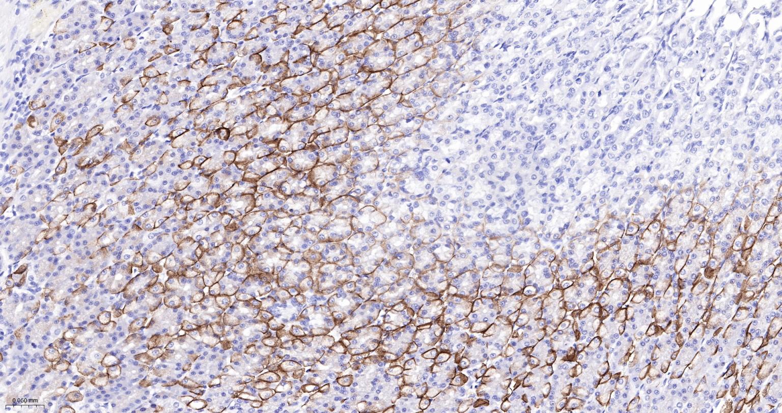 水通道蛋白4重组兔单抗