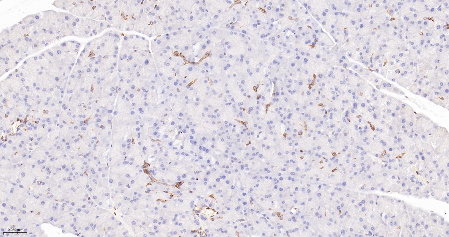 环氧合酶2重组兔单抗