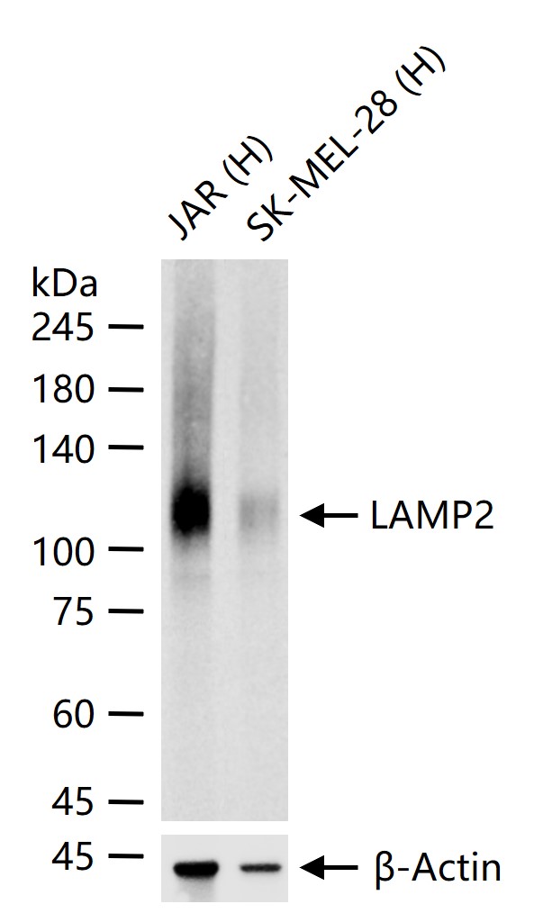 溶酶体相关膜蛋白2（CD107B）重组兔单抗