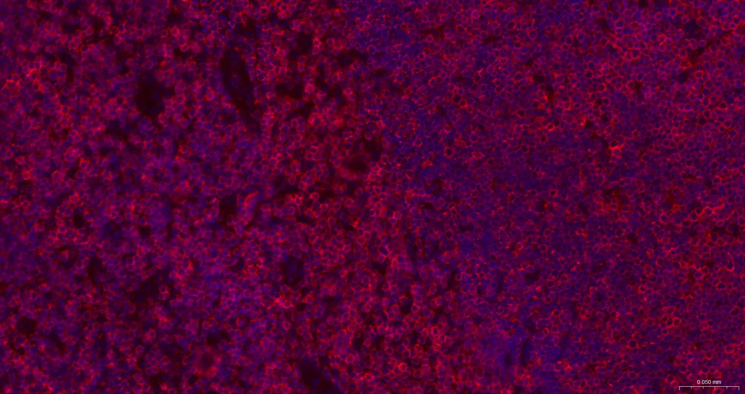 CD3/CD3-ε重组兔单抗