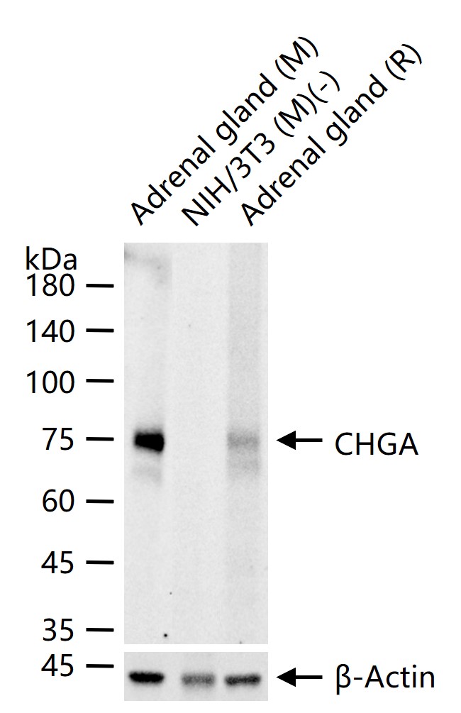 嗜铬粒素A重组兔单抗