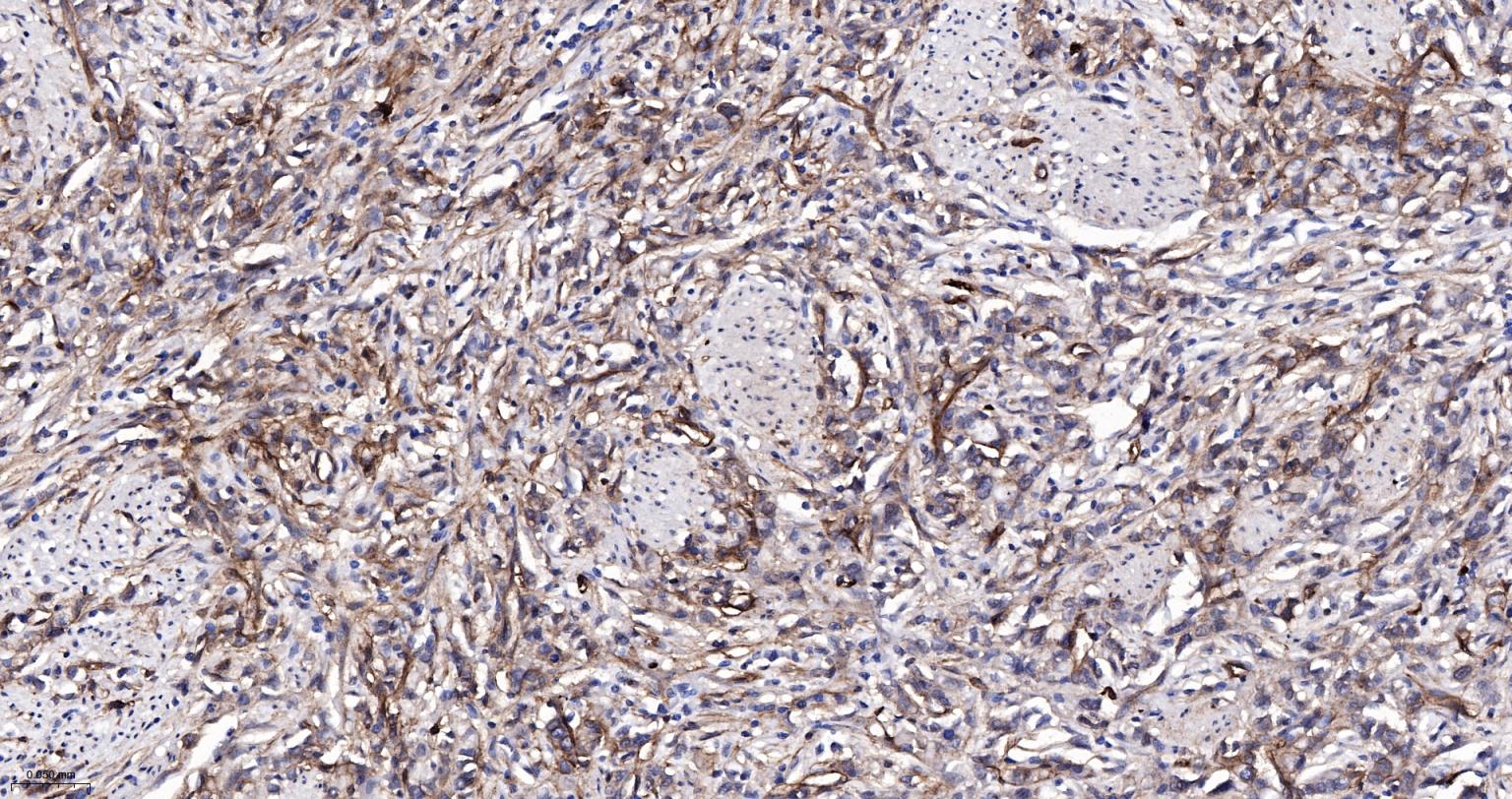 整合素α2（CD49b）重组兔单抗