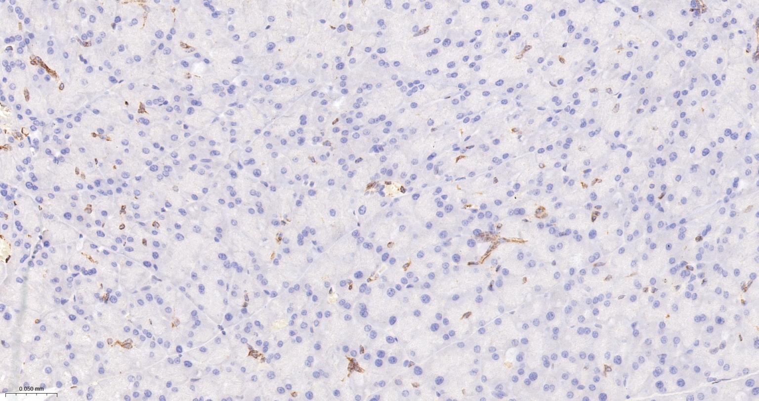 环氧合酶2/前列腺素内过氧化物合成酶2抗体-bs-0732R