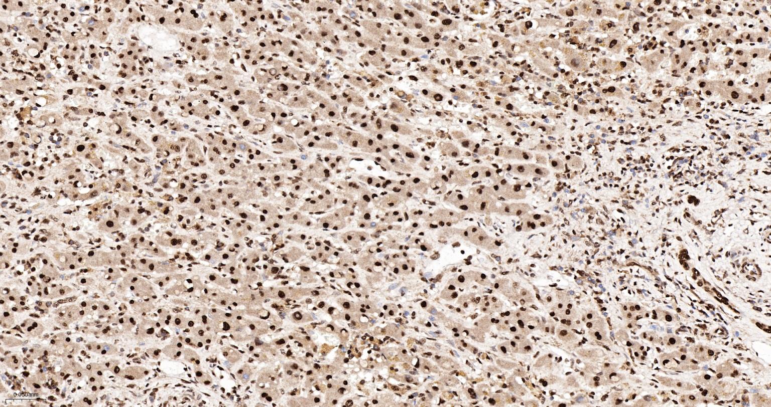 异质核糖核蛋白Q重组兔单抗