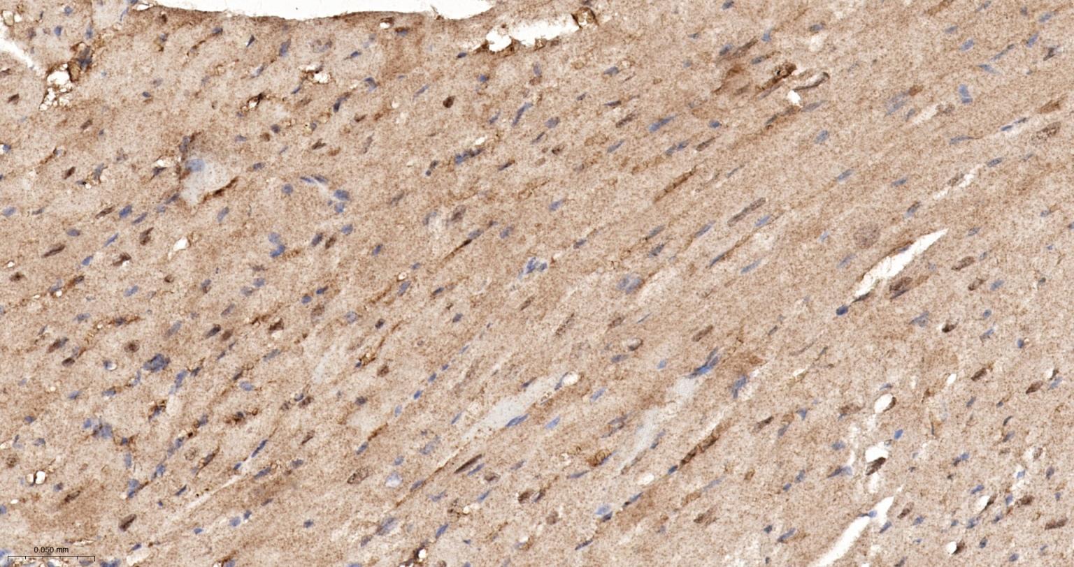 异质核糖核蛋白Q重组兔单抗