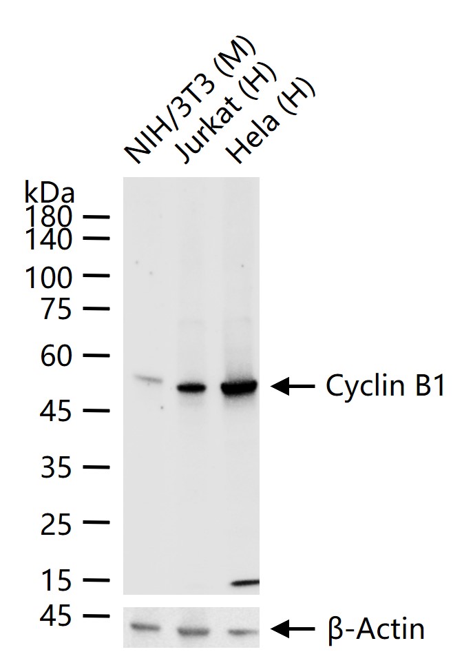 周期素B1重组兔单抗