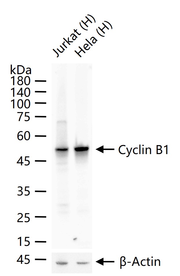 周期素B1重组兔单抗