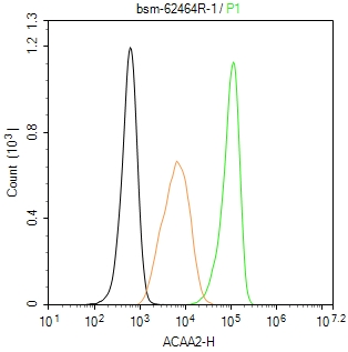ACAA2重组兔单抗