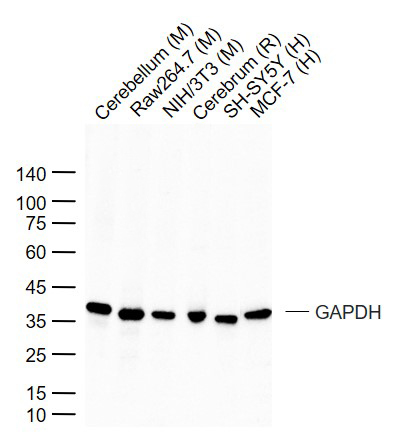 3-磷酸甘油醛脱氢酶(内参)抗体
