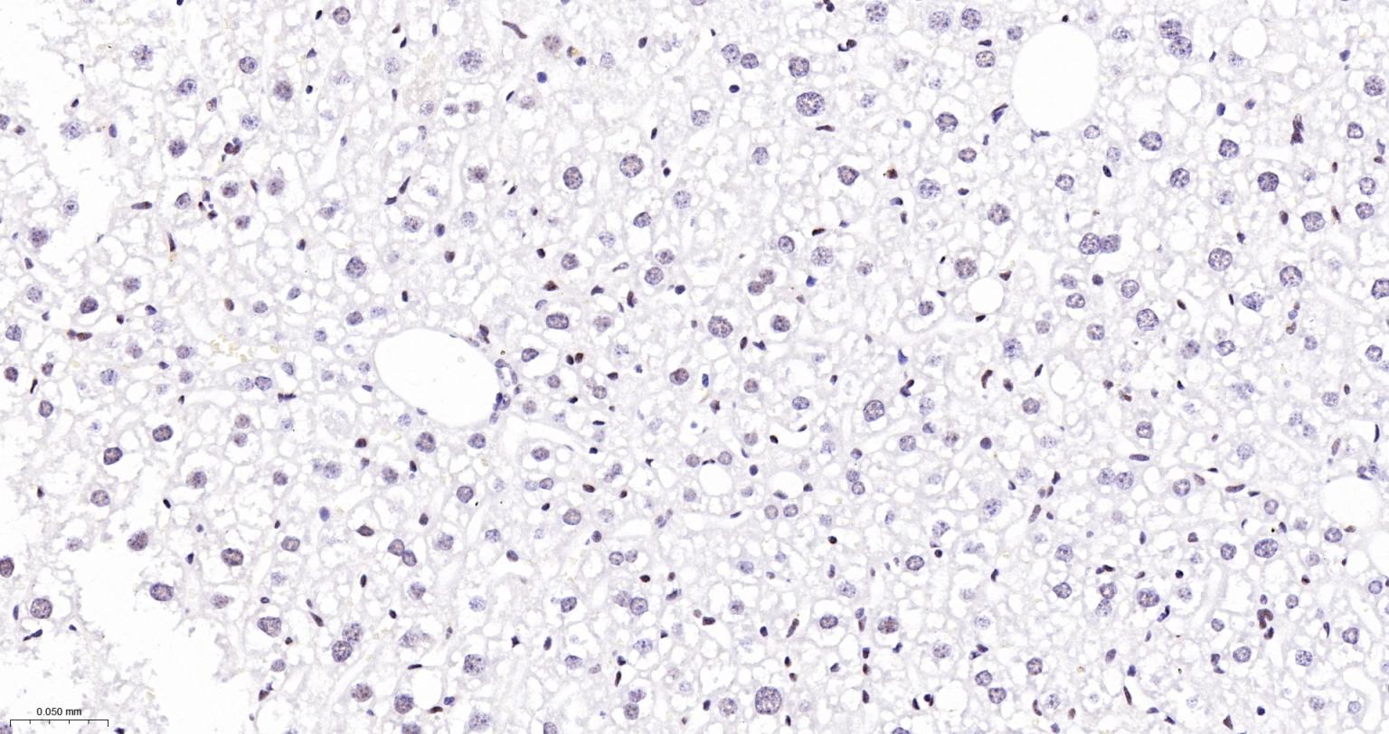 FAM50A蛋白重组兔单抗-bsm-62744R