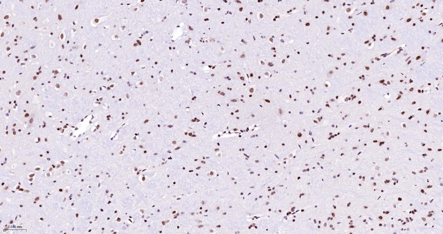 FAM50A蛋白重组兔单抗-bsm-62744R