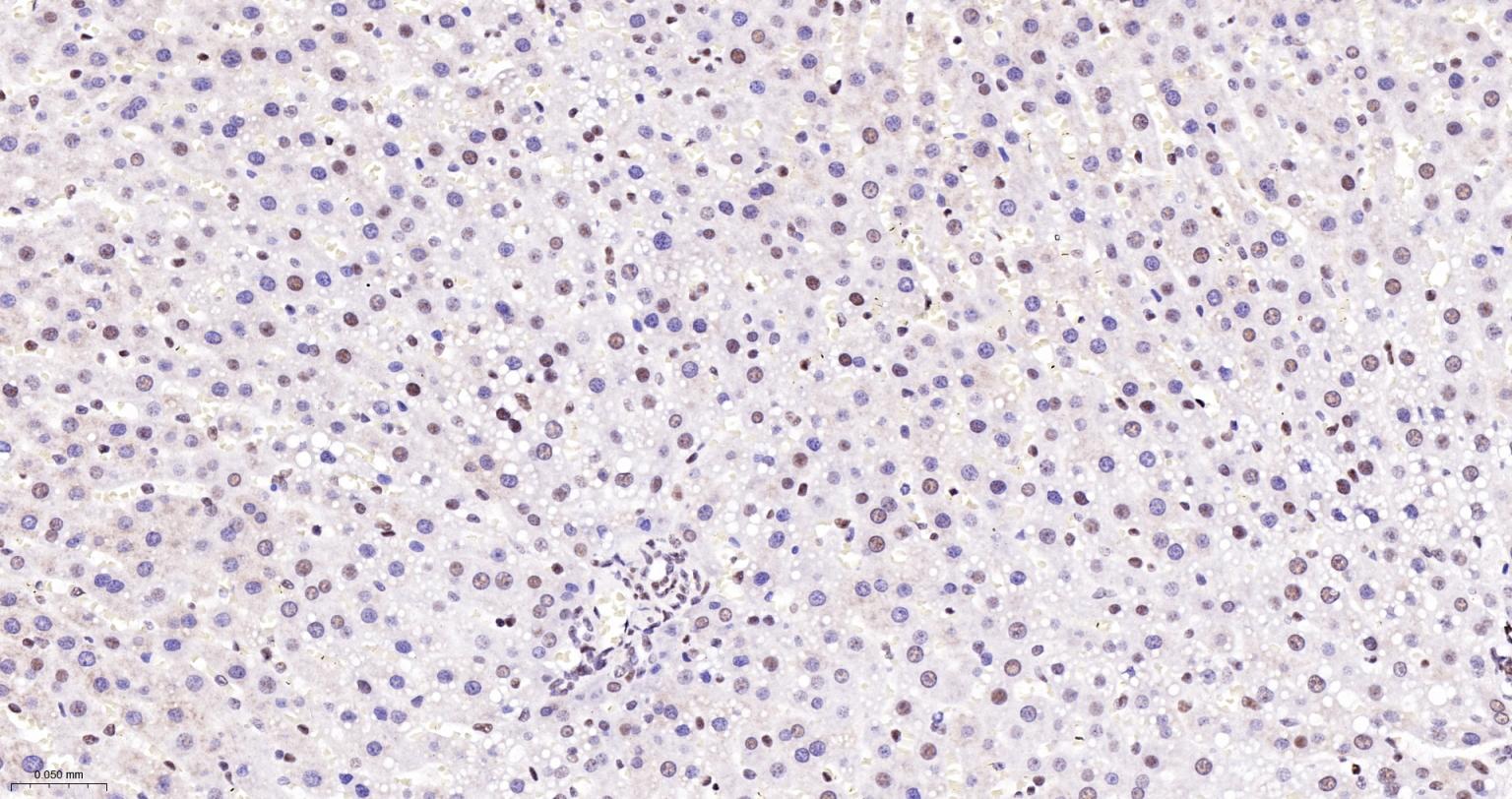 FAM50A蛋白重组兔单抗-bsm-62744R