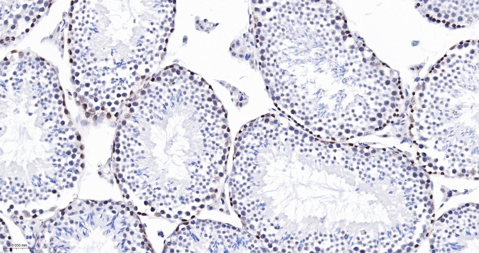FAM50A蛋白重组兔单抗-bsm-62744R