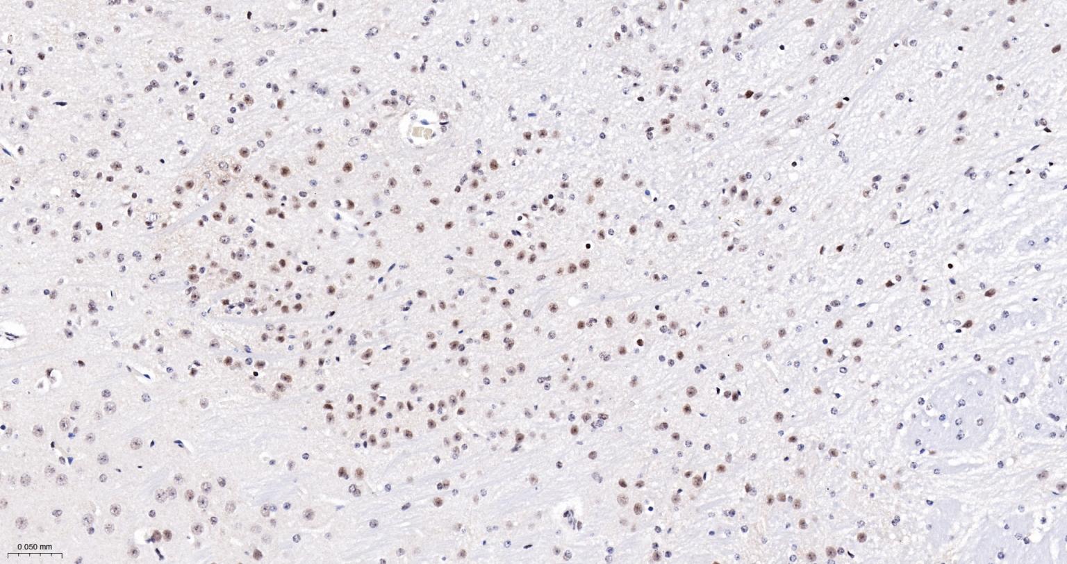 FAM50A蛋白重组兔单抗-bsm-62744R