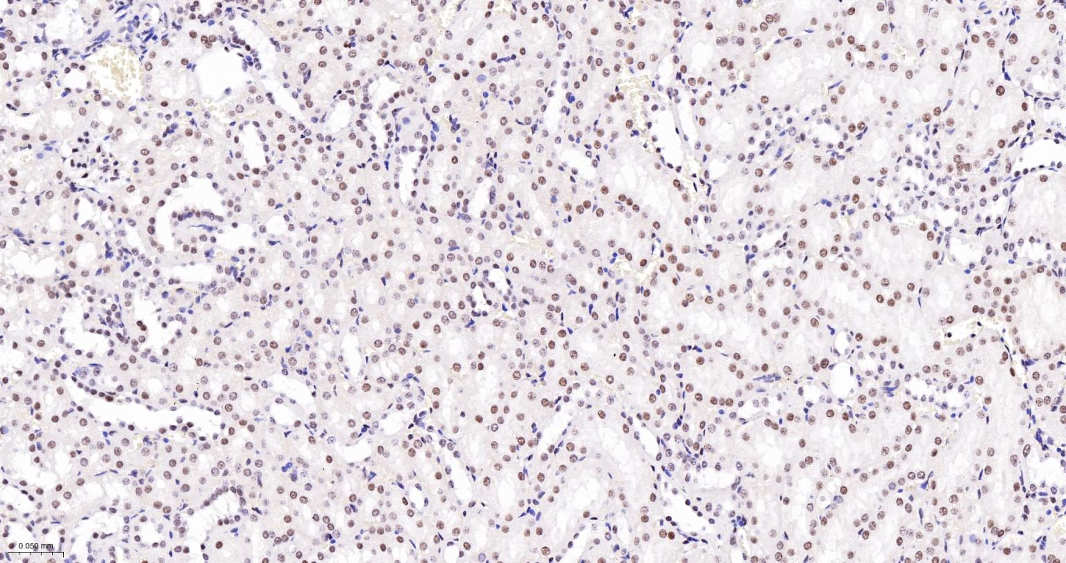 FAM50A蛋白重组兔单抗-bsm-62744R