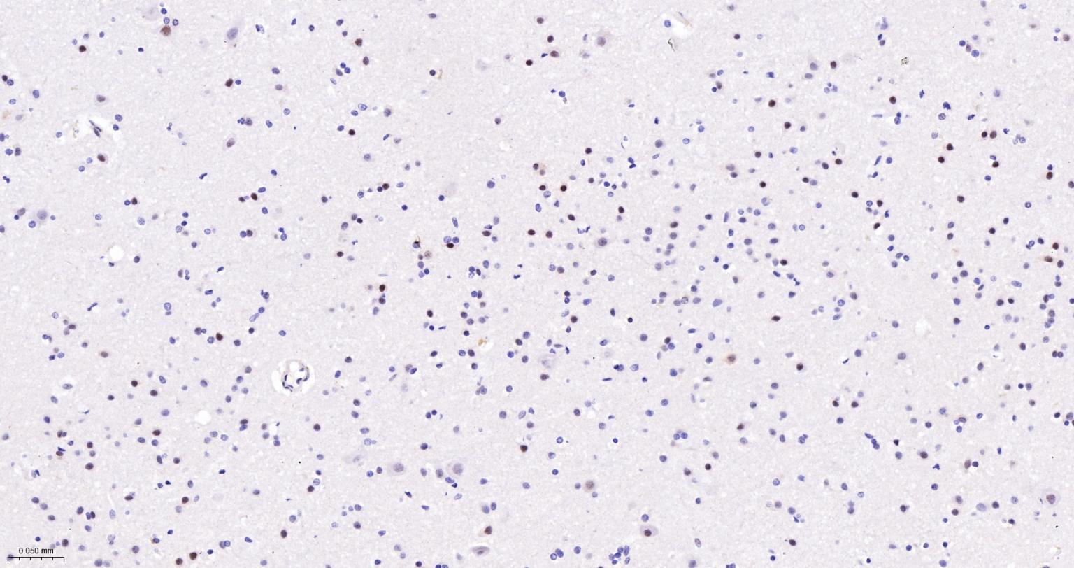 FAM50A蛋白重组兔单抗-bsm-62744R