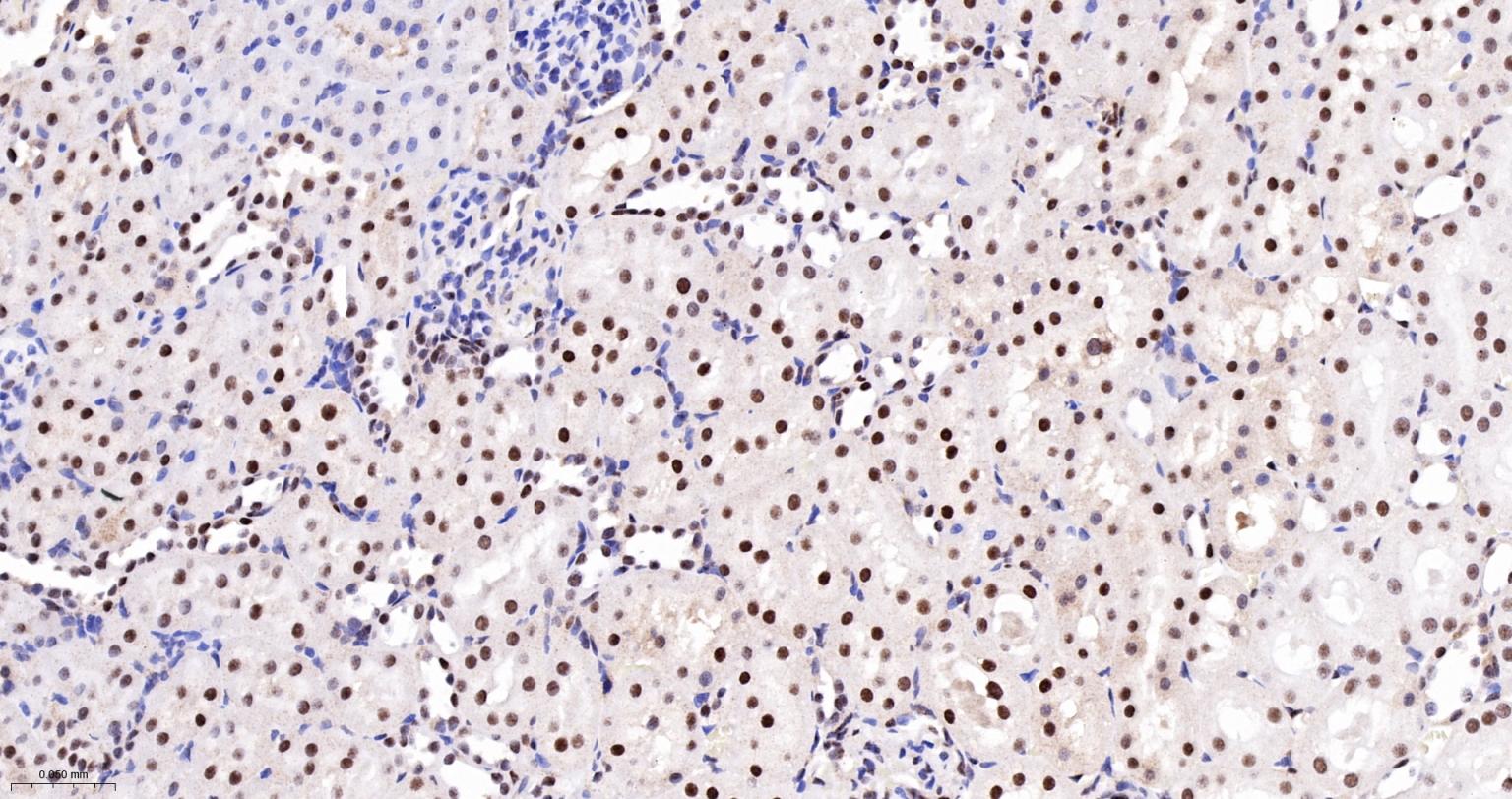 FAM50A蛋白重组兔单抗-bsm-62744R