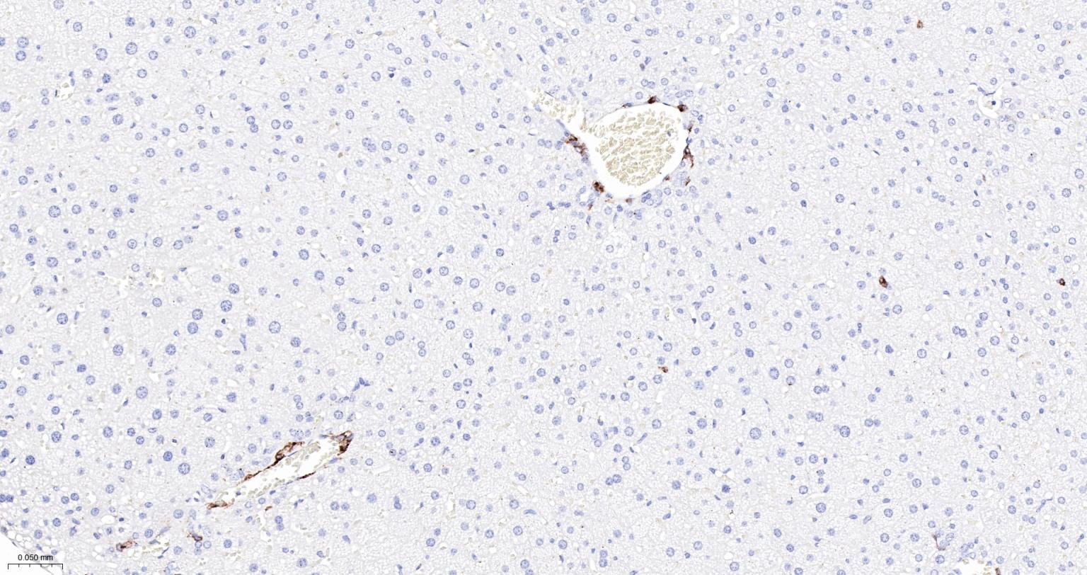 整合素αX重组兔单抗-bsm-55624R