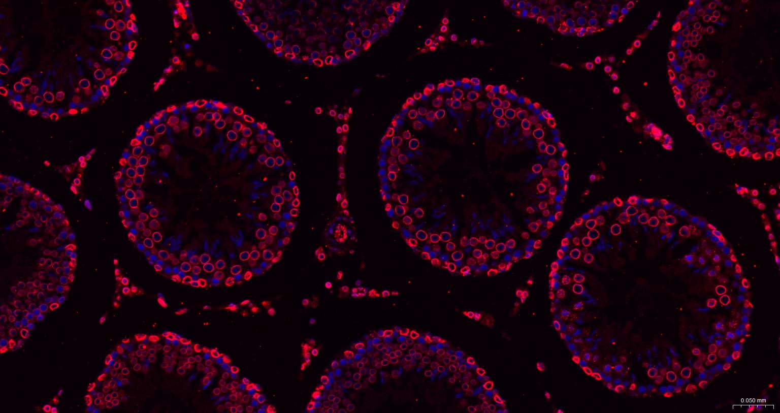 核纤层蛋白B重组兔单抗