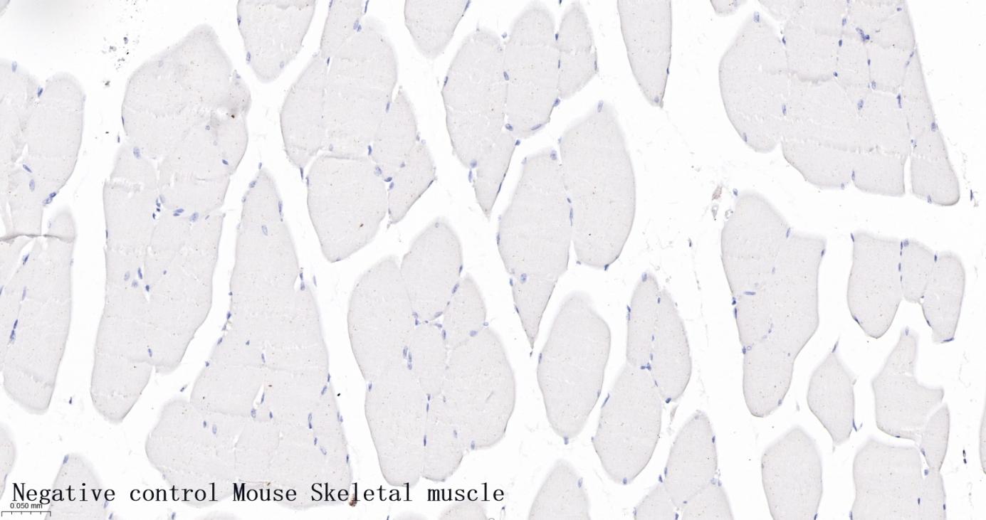 整合素αX重组兔单抗-bsm-55624R